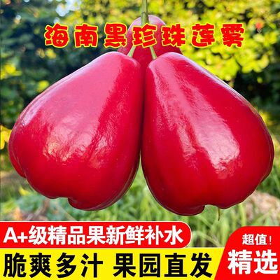 海南三亚红宝石黑珍珠莲雾水果