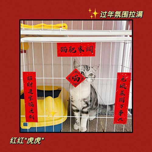 肥猫宅猫咪对联多拍送祝福语贴纸