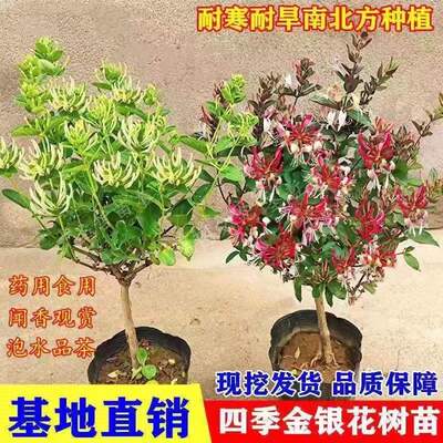 四季金银花盆栽 可食用树苗药用白红黄花卉绿植爬藤攀援植物盆景