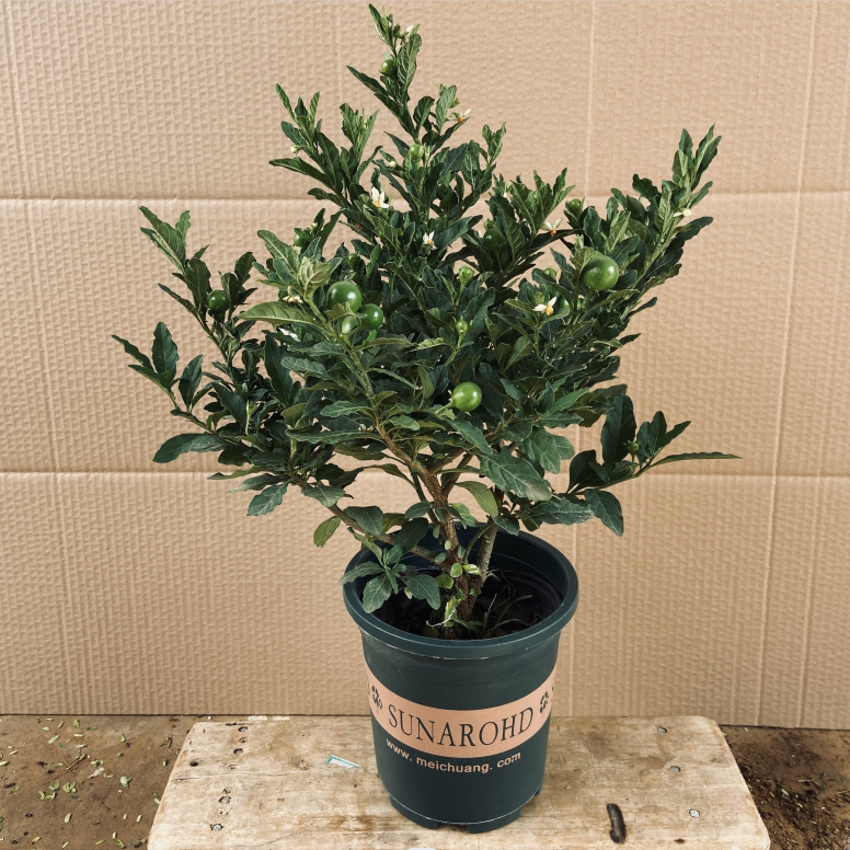 冬珊瑚吉庆果看樱桃开心桃珊瑚豆盆栽花卉室内客厅植物观果盆景