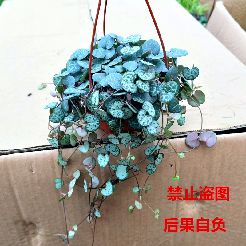 爱之蔓锦多肉盆栽植物吊兰心型