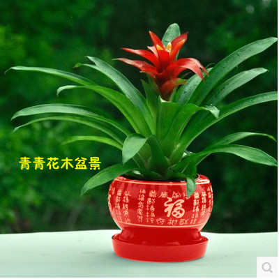 盆景室内植物花卉盆栽绿植客厅