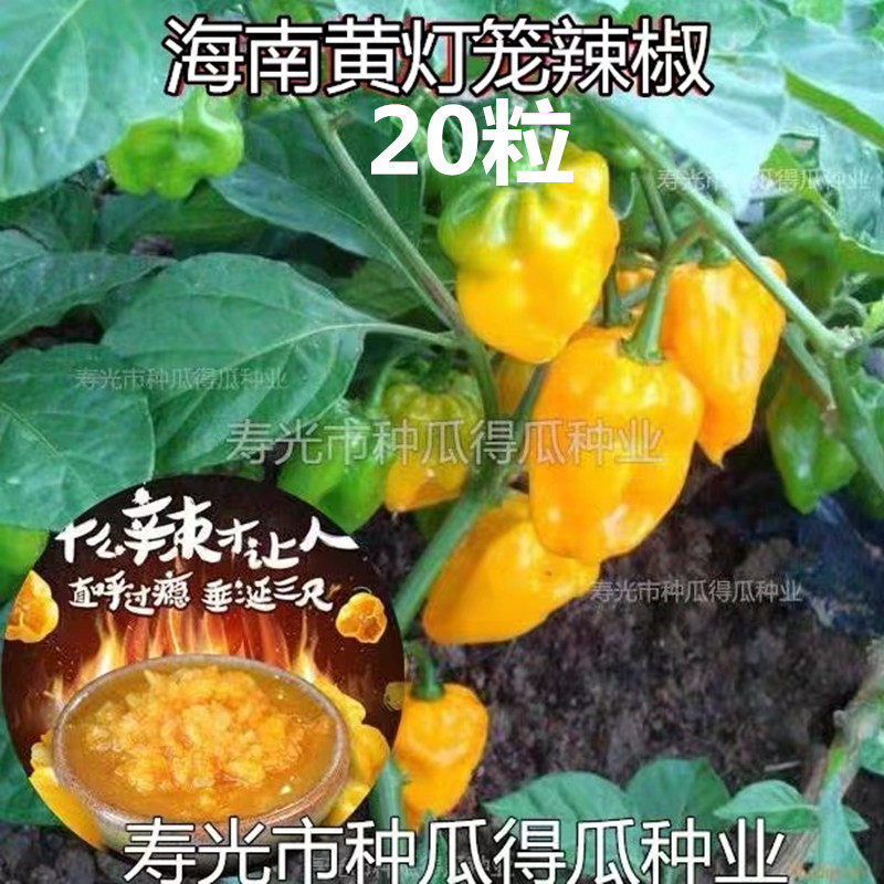 黄灯笼椒种子超辣海南香辣辣椒种子蔬菜种子特辣四季辣椒酱种子种