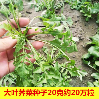 大叶荠菜种子大全农家四季春野菜种籽食用盆栽荠菜种孑青菜籽秋冬