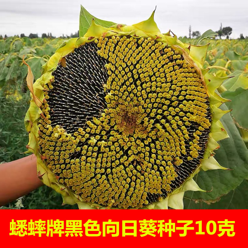 蟋蟀牌黑色食用向日葵种子种孑葵花板葵四季盆栽观赏特大种籽种苗