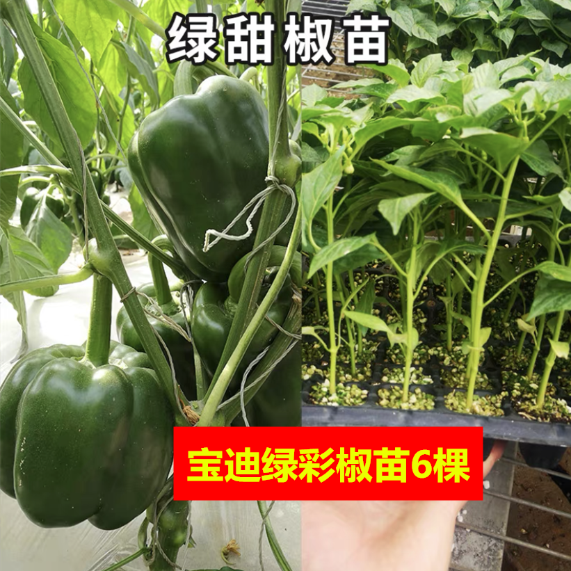 进口宝迪五彩甜椒苗种苗方椒菜椒青辣椒种籽高产抗病温室春季四季