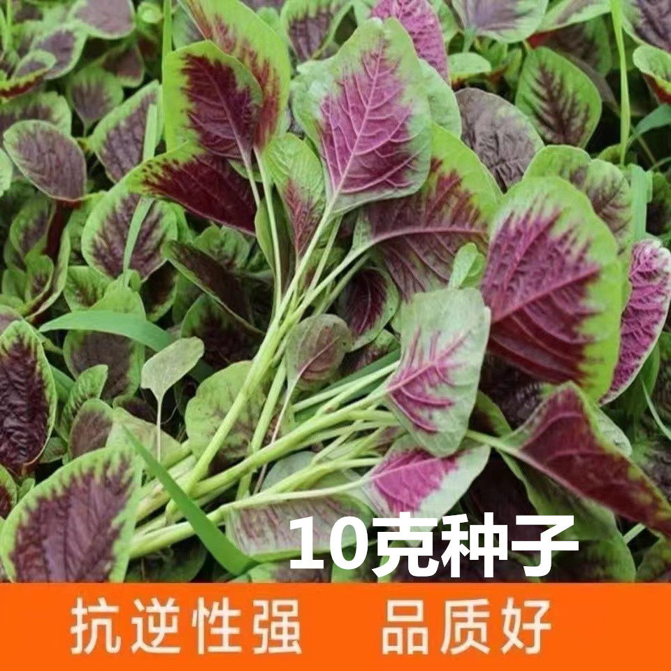 红圆叶苋菜种子柳叶青苋菜种籽四季盆栽阳台青汉野菜长寿菜种孑种