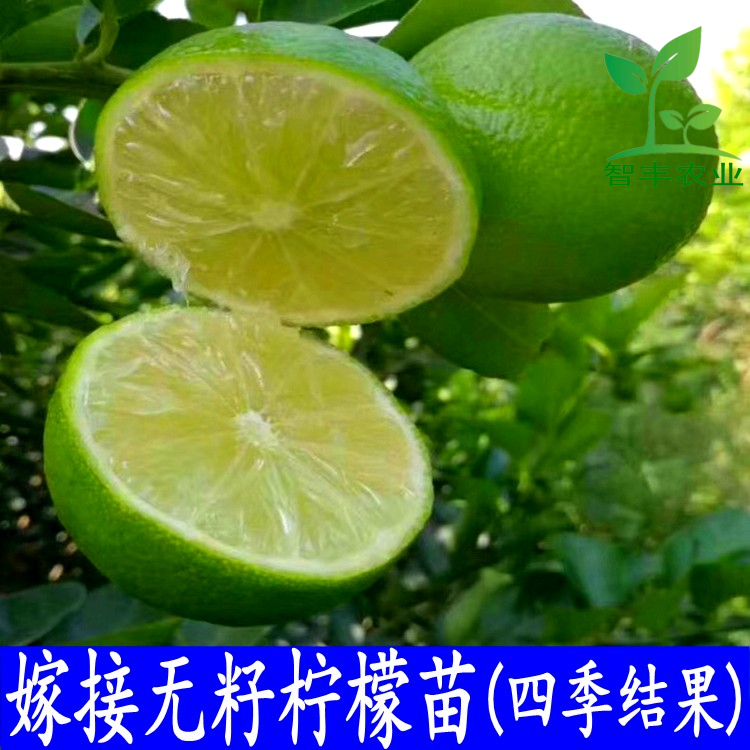 越南无籽青柠檬四季嫁接盆栽果树