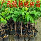 酸杨桃树甜杨桃苗四季 杨桃树苗嫁接果苗广西酸杨桃带土发货南方种