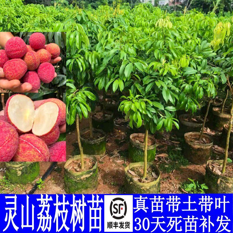 荔枝树苗无核荔枝嫁接苗灵山荔枝
