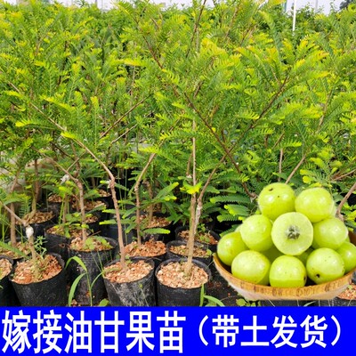 甜油甘果苗嫁接油甘子树甜余甘果树四季橄榄带土当年结果庭院盆栽