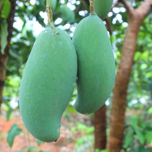 芒果苗树桂七芒果苗金煌芒果苗芒果树嫁接四季芒果苗庭院盆栽带土