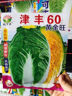 津丰60白菜种子纯黄心冬储大白菜种子腌滋冬储东北翠花酸菜王