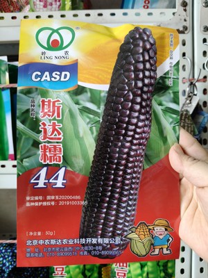 斯达糯44黑甜糯玉米种子  黑玉米种子大棒粒深皮薄无渣