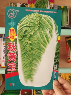 天和锦秋【秋黄宝】冬储白菜种子颗大心满三系杂交腌酸菜