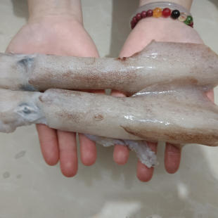 脆皮鱿鱼新鲜冷冻鱿鱼海捕鱿鱼仔鱿鱼筒仔鱿鱼海鲜水产