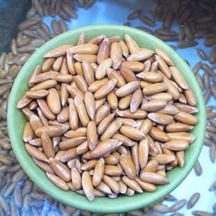 上臣手剥松子2025年11月新货巴西松子净重五百克坚果零食