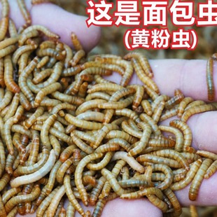 面包虫黄粉虫大麦虫活体饲料爬宠食物守宫蝎子鸟类蛙画眉八哥 包邮