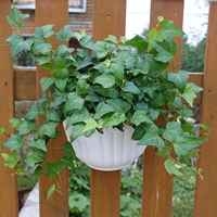 Белый крюк [1]