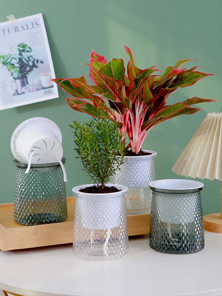 繁星早安盆水培器皿免浇水双层套盆盆栽水养绿萝自动吸水懒人花盆