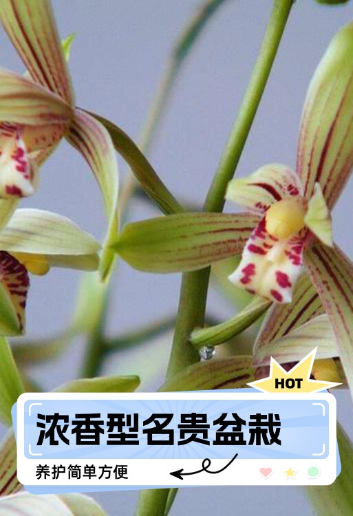 超值热卖进化空气浓香型名贵兰花春兰惠兰卷瓣兰国兰盆栽5苗以上