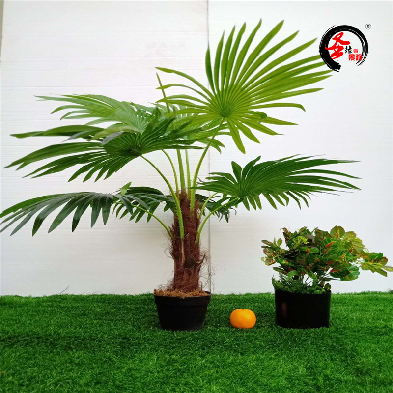 1米扇形叶植物老人葵棕榈树盆栽大型落地假绿植盆栽