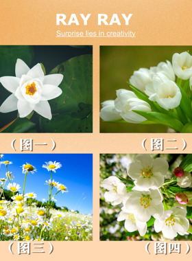 DIY数字油画白色郁金香花苹果花雏菊花睡莲挂画装饰室内手绘礼物
