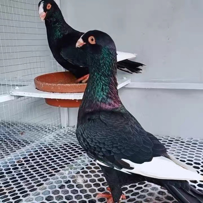 精品阿拉伯青年鸽种鸽活体