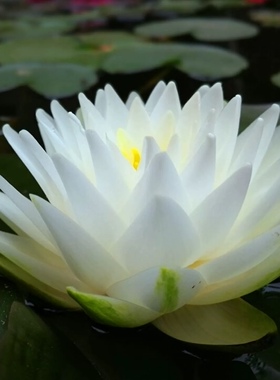 经典耐寒白色多瓣睡莲庭院别墅鱼池塘盆栽水生花卉品种：白仙子