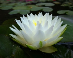 经典耐寒白色多瓣睡莲庭院别墅鱼池塘盆栽水生花卉品种:白仙子