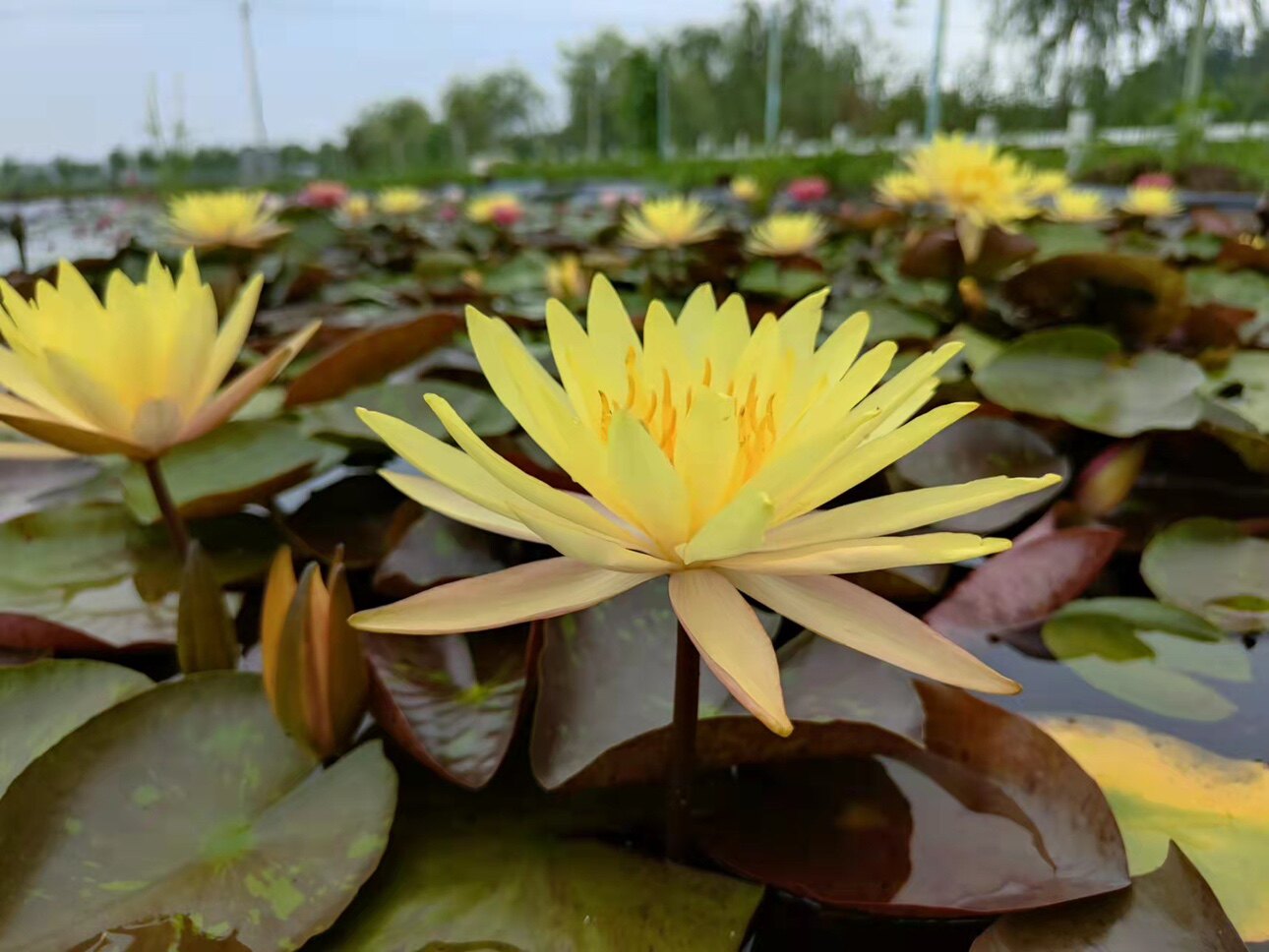 品瓦力耐寒睡莲丰花品种盆栽水生花卉大苗水培庭院盆栽种苗带花苞