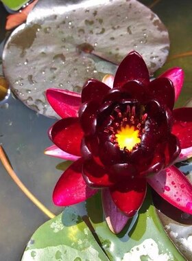 进口名贵稀有花卉精品耐寒香水睡莲带花苞苗黑红色--盆栽--黑公主