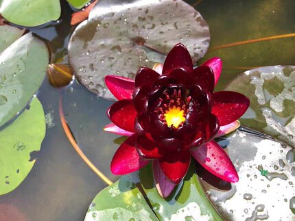 进口名贵稀有花卉精品耐寒香水睡莲带花苞苗黑红色--盆栽--黑公主