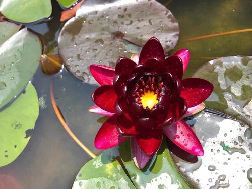 进口名贵稀有花卉精品耐寒香水睡莲带花苞苗黑红色--盆栽--黑公主