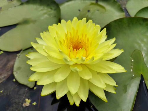 进口名贵精品耐寒睡莲池塘鱼缸带花发货根茎水生花卉品种  普拉卡