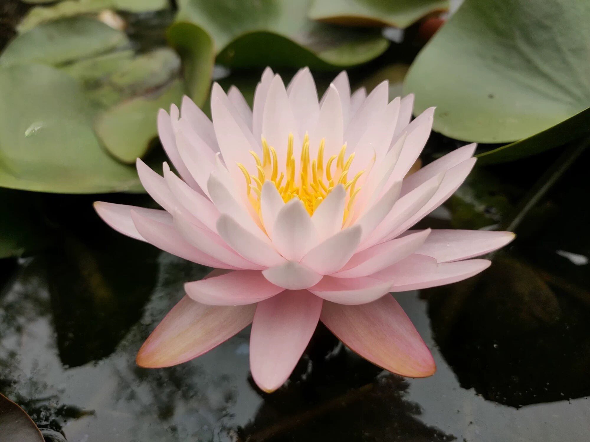 耐寒香睡莲根型中大型品种:烟舞.庭院盆栽池塘鱼缸水生草本花卉