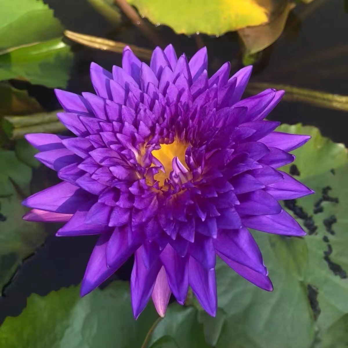 进口热带名贵品种睡莲 泰国国王 莲花苗庭院水生植物花卉水景观赏