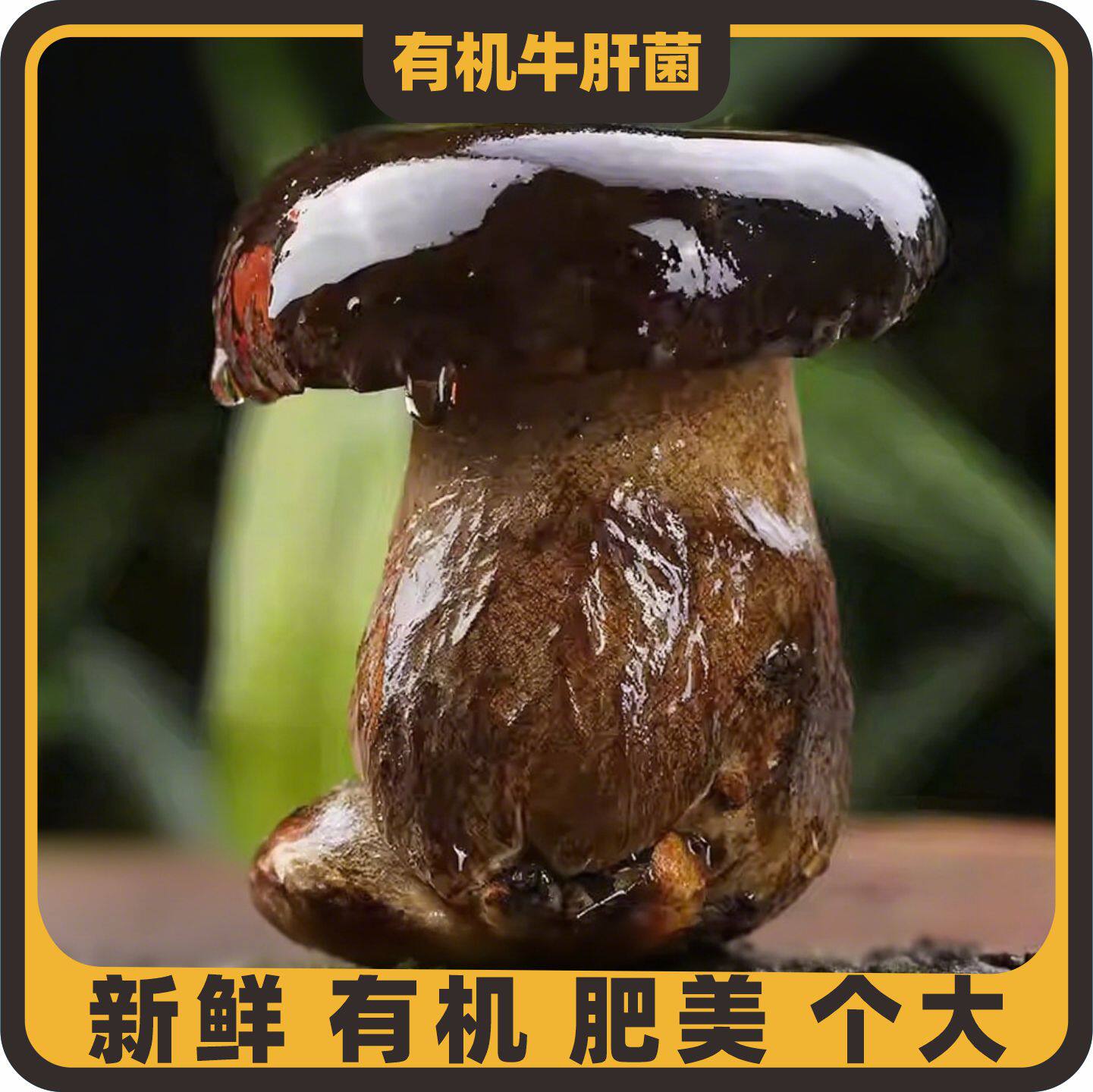 云南有机黑牛肝菌新鲜美味