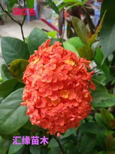 热销花卉大叶龙船花盆栽庭院阳台耐热植物工程绿化花卉绣球花绿植