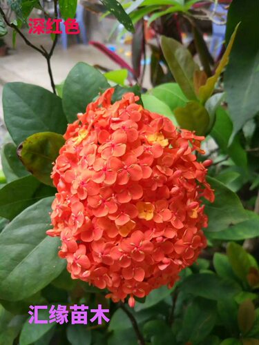 热销花卉大叶龙船花盆栽庭院阳台耐热植物工程绿化花卉绣球花绿植