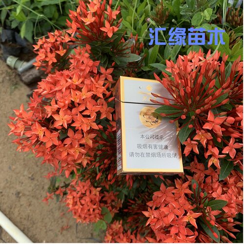 庭院花苞大夏季秋季小叶龙船花