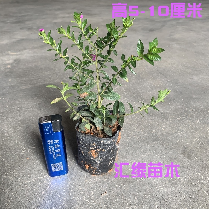 热销花卉植物满天星盆栽庭院阳台四季开花原土发货