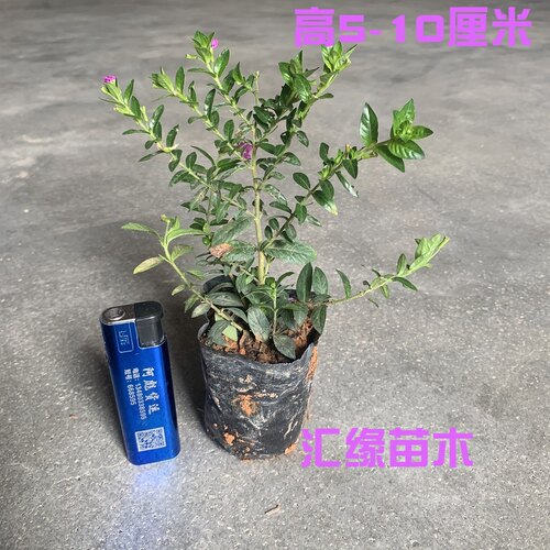 满天星庭院花卉满天星盆栽阳台