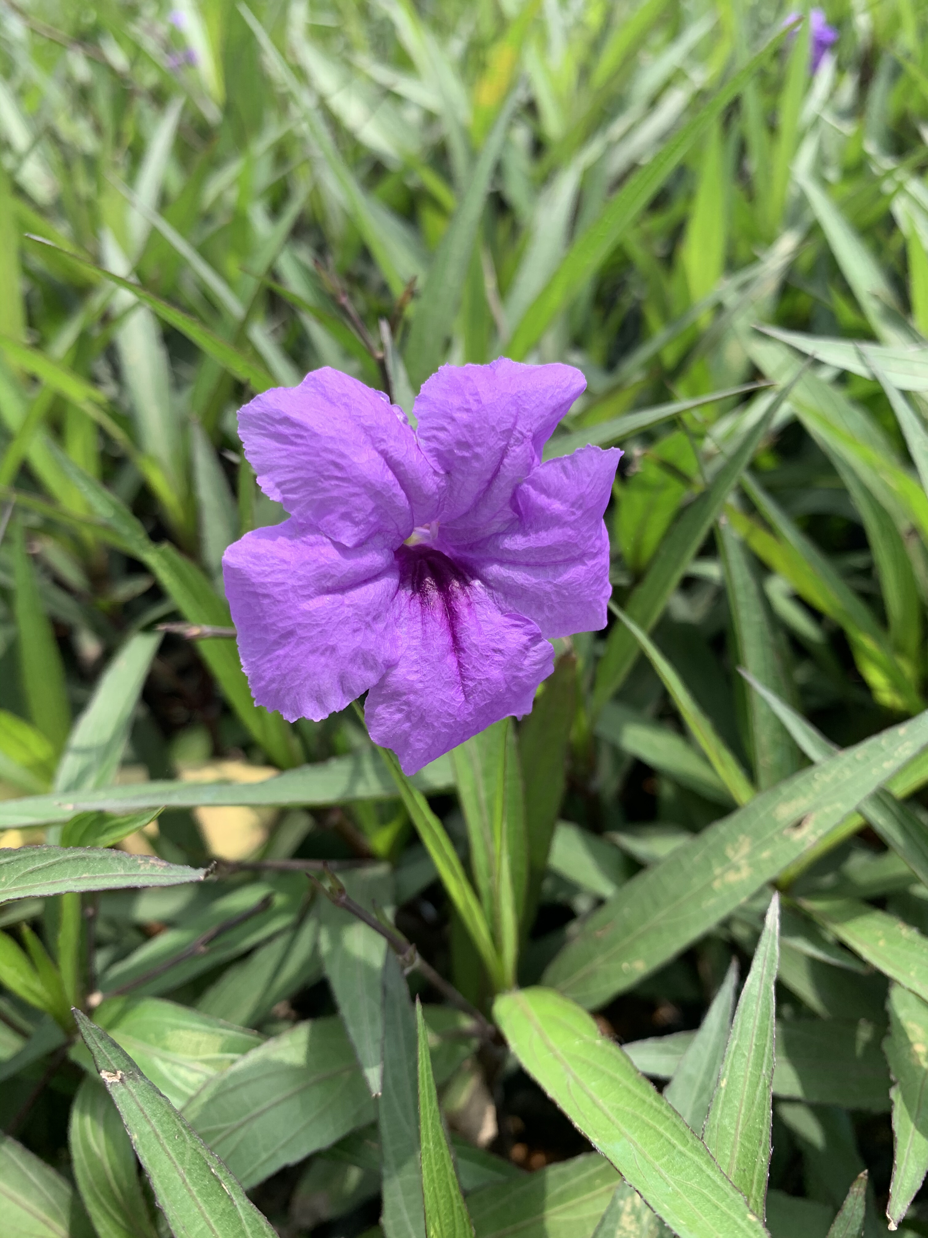 花卉翠芦莉多年生芦莉草室外庭院花卉蓝花草紫花翠芦莉易活原土