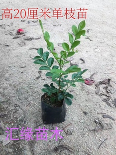 热销花卉九里香苗庭院阳台盆栽植绿化小苗