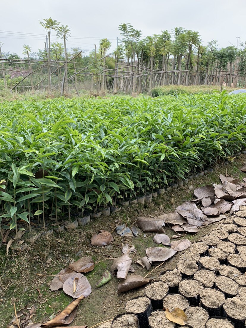 热销正宗名贵海南沉香苗白木香庭院阳台盆栽植物常绿原土发货