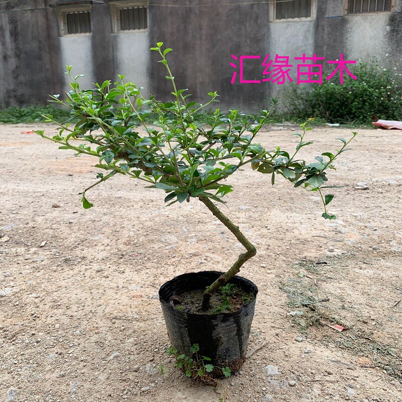 热销花卉造型福建茶苗盆栽盆景多年造型树桩支持拍照选苗