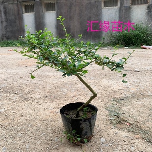 热销花卉造型福建茶苗盆栽盆景多年造型树桩支持拍照选苗