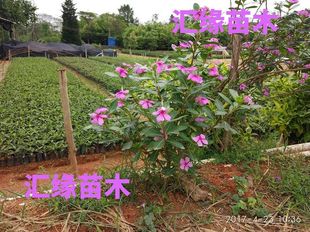 热销长春花苗日日春五瓣梅庭院阳台盆栽原土发货