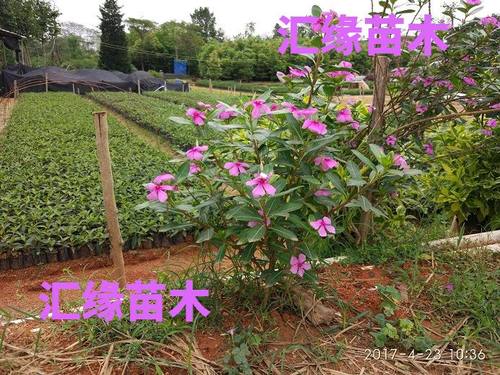 庭院阳台原土发货长春花